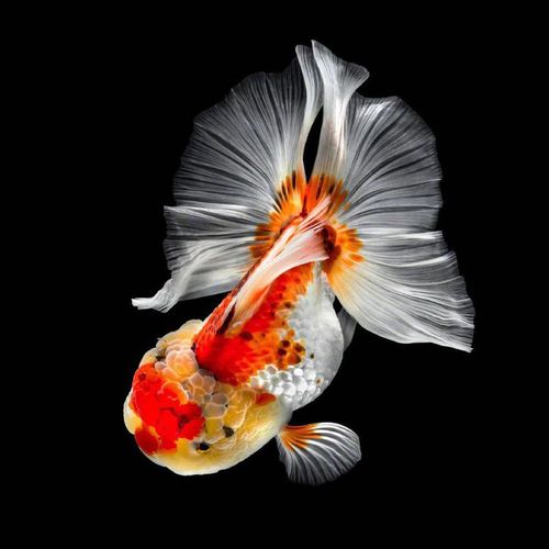 活鱼兰寿泰狮鎏金淡水冷水小型蝶尾好养招财风水观赏鱼苗活体金鱼