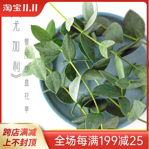 新鲜小叶尤加利 西餐私房菜摆盘花草 净化空气 酒店
