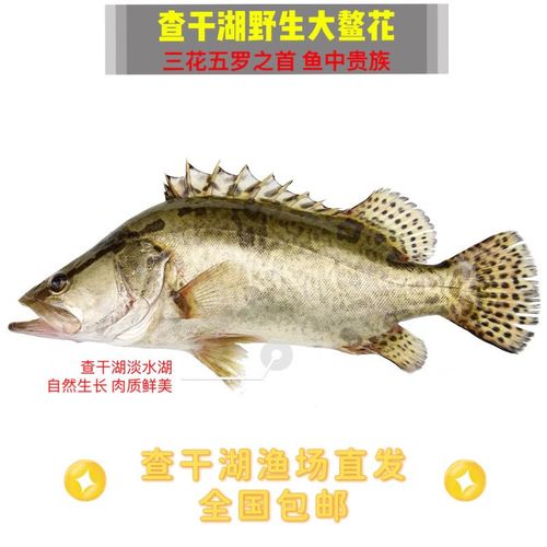 查干湖野生鳌花三花五罗之首鱼中贵族 现已停捕 22年12月16日发货