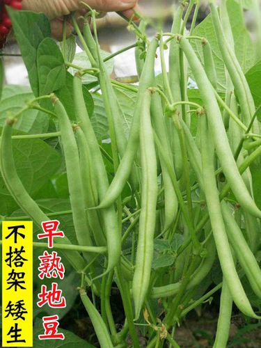无架豆种子豆角矮生四季豆种籽豇豆蔬菜孑菜豆地豆不搭架豆种扁豆