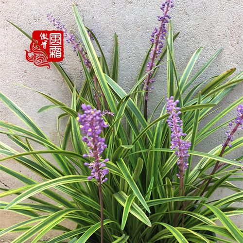 金边麦冬盆栽耐阴四季常青花园庭院地栽彩叶地被植物花叶麦冬草苗