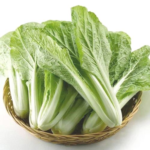 新鲜小白菜青菜胶菜瓢儿菜瓢儿白油菜油白菜鸡毛菜夏菘上海青乡村
