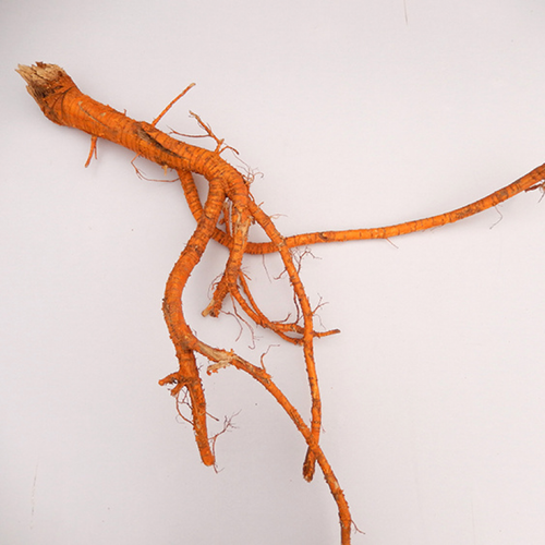 新鲜野生老桑树根老桑头中药材桑白皮桑根皮老桑树根皮煲汤料桑根