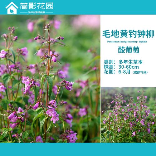 简影花园 毛地黄钓钟柳 酸葡萄 多年生草本常绿花园阳台绿植包邮