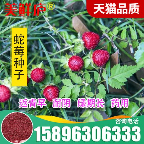 蛇莓种子 野生草莓多年生园林地被花籽草坪点缀 庭院盆栽花卉种子