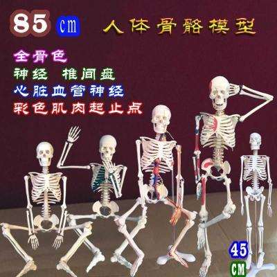 2019新款神经假骨盆人头骨人体骨骼模型训练骨头架子