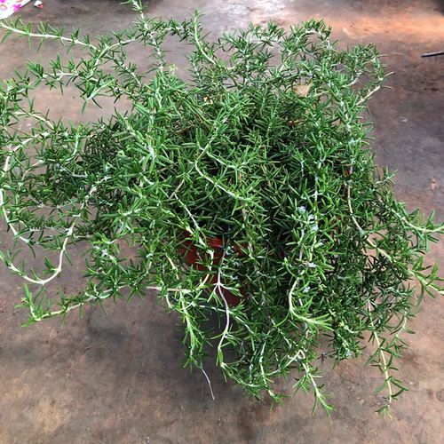 匍匐迷迭香盆栽食用香草植物驱蚊防虫净化空气迷迭香绿植西餐料理