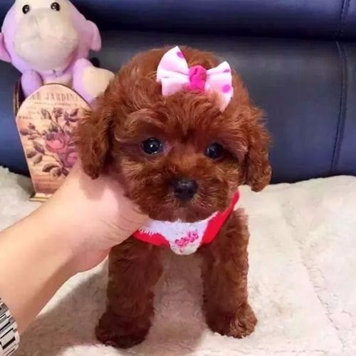 泰迪幼犬 纯种泰迪犬活  泰迪狗幼犬 宠物狗 小体型茶杯犬健康【6月8