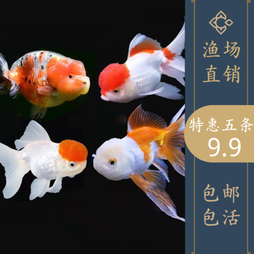 观赏鱼金鱼活鱼冷水淡水鱼好养耐活元宝狮鎏金小金鱼苗招财活体鱼