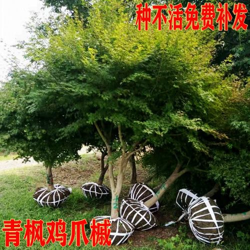 鸡爪槭青枫红枫树庭院绿化苗木原生叶小四季景观苗五角枫盆栽地栽