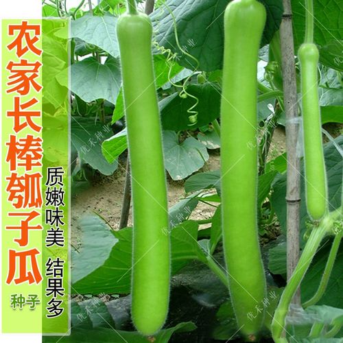 农家传统瓠瓜种子 蒲瓜甜芋瓠春夏秋季菜园阳台蔬菜种孑