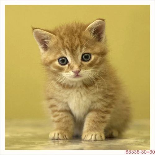 苏绣diy刺绣套件 可爱小黄猫 手工刺绣自学装饰画材料包 包邮