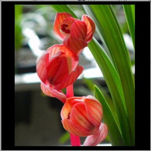 兰花  春剑奇花 盖世牡丹