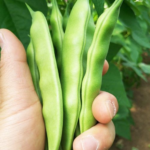 东北油豆角种籽大全干豇豆角红油豆角子无架豆角高产四季豆种子孑