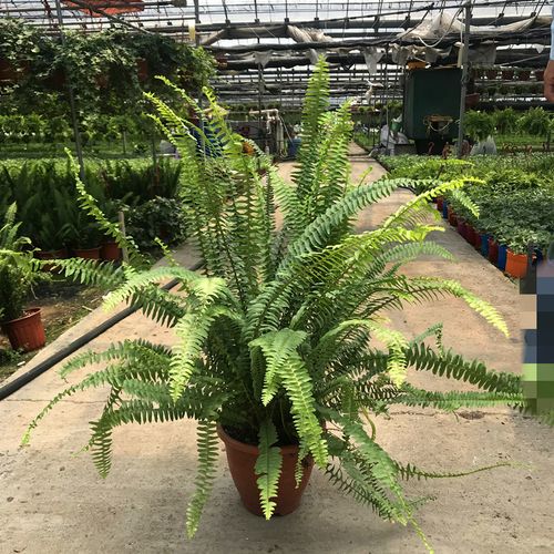肾蕨盆栽绿植波斯顿蕨室内四季常绿大型植物排骨草吸甲醛净化空气