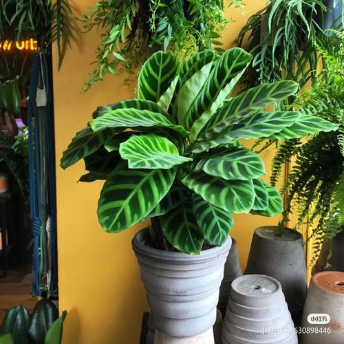 天鹅绒竹芋 绒叶肖竹芋 斑马绒叶 四季常青绿植盆栽观叶