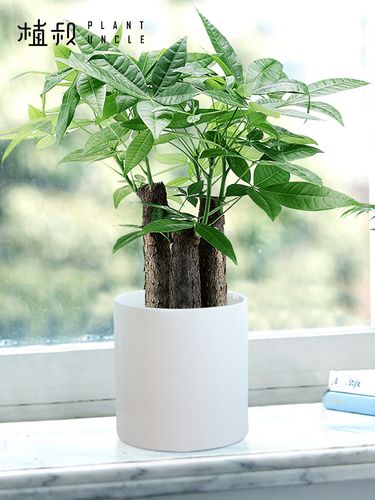 发财树小盆景盆栽招财树摇钱树发财树花盆室内北欧