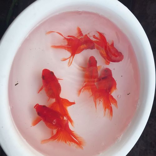 金鱼活体精品高背红鎏金鱼鎏金鱼淡水冷水风水鱼招财鱼宠物鱼包活