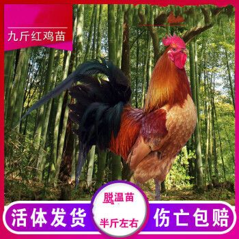 纯种九斤红鸡苗红玉鸡活苗脱温苗半大黄鸡大种鸡苗大红公鸡苗零售