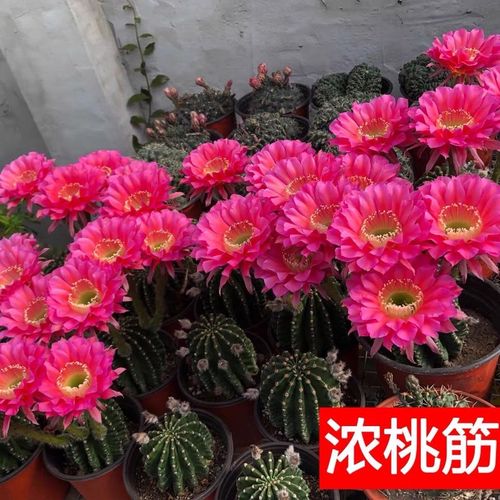 彩草仙人球席克氏多花浓桃筋新手盆栽开花好养吸甲醛防辐射