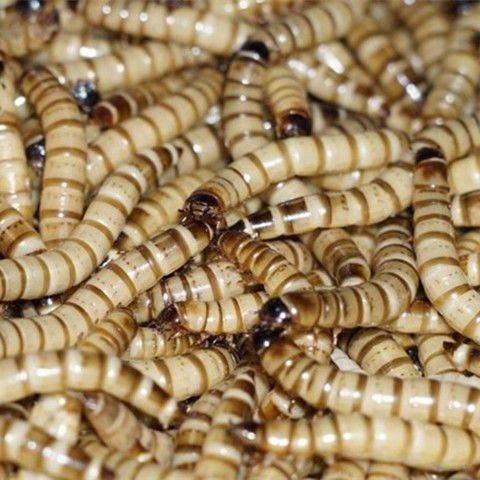 虫鸟食皮小鸟虫粉小宠物虫子黄麦麸鱼黄虫钓鱼蚯蚓龙