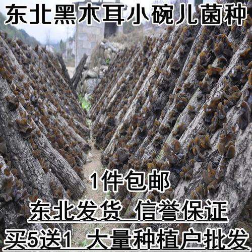 东北黑木耳菌种 椴木黑木耳一级二级菌种 食用菌包蘑菇香菇菌种【5月