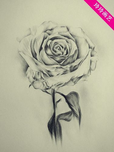 素描玫瑰花朵 定制玫瑰花素描画 生日礼物肖像画素描