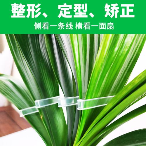 君子兰叶片矫正器矫正线叶片纠正器叶片整形扶正带修型通用固定夹