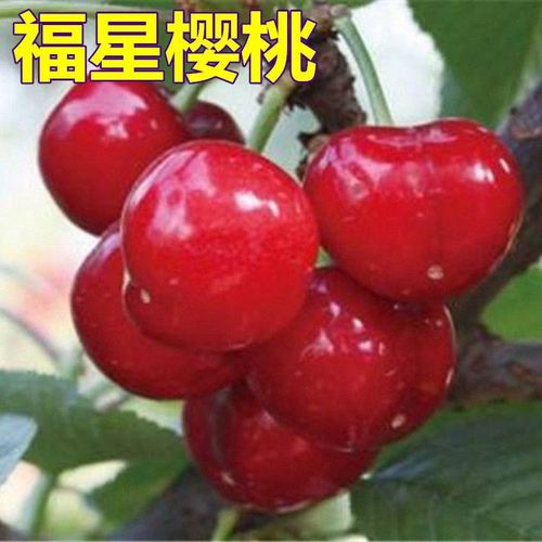 新品种福星樱桃苗嫁接樱桃树苗地栽南方北方种植盆栽地栽矮化果树