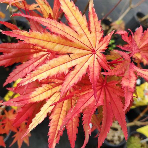 【虹越】日本红枫树苗1加仑盆栽苗 庭院经典季节变色植物 约旦