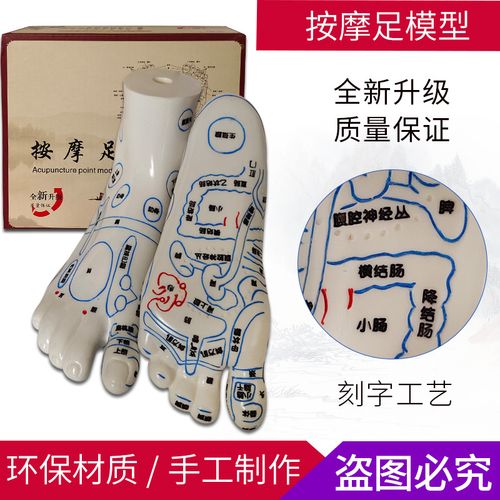 足部反射区足模型人体穴位模特足底健康按摩疗法脚经络挂图