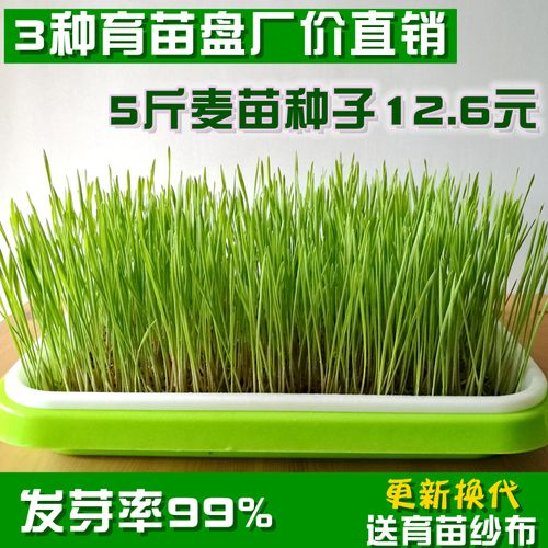 小麦苗种植盘麦草种子发芽种籽粒麦芽糖猫草水培盒榨汁大麦育苗盆