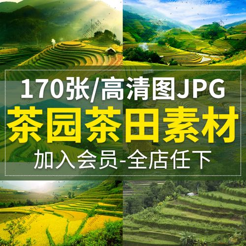 茶园茶山梯田高清图片素材 自然风光美丽风景设计师美工合成素材