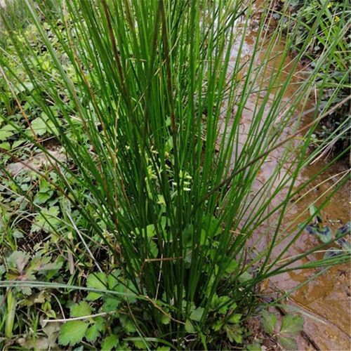 灯心草 秧草,水灯心,野席草 灯草根 灯芯草