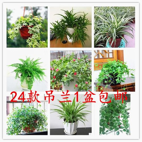 办公金鱼金边吊兰绿萝室内盆栽植物花盆栽土培/水培吊兰品种多选