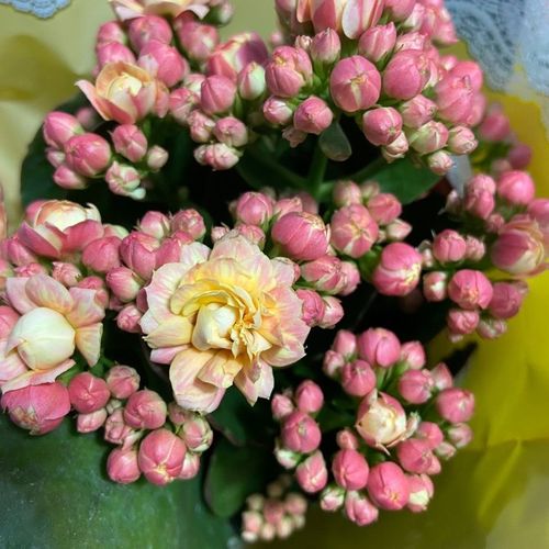 长寿花精品朝霞大花长寿新品 复色渐变色 带花苞发货 花苞多多