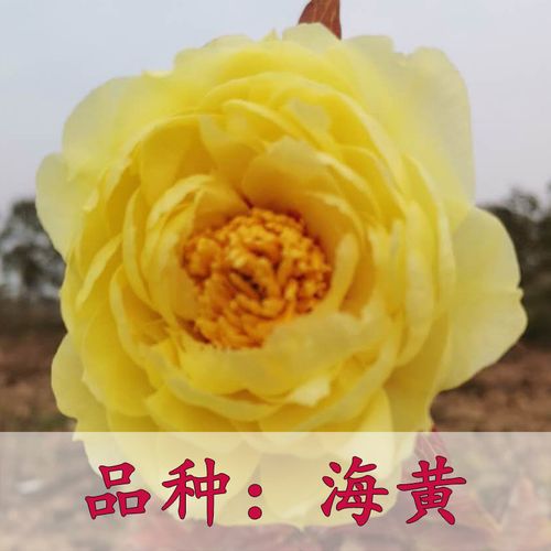 洛阳观赏牡丹花苗大苗重瓣大花室内外庭院四季盆栽绿植物花卉 海黄(9