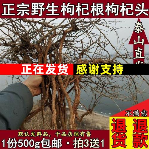 新鲜生态新鲜枸杞根枸杞头杞根地骨皮地辅地节山杞子根狗奶子500g