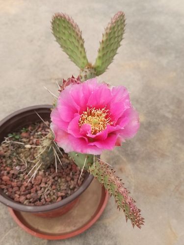 酒红 团扇 美花仙人掌 耐寒团扇 露天盆栽 红花仙人掌 开花图实拍