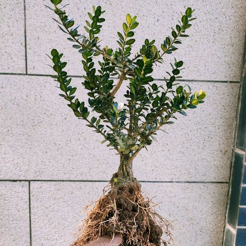 龙鳞黑珍珠黄杨,皱皮雀舌小叶黄杨盆景,瓜子黄杨,龙鳞黑珍珠黄杨