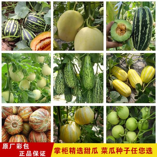 甜瓜种子套餐 大田菜园高产高甜肉厚爽口脆甜瓜羊角蜜菜瓜水果籽