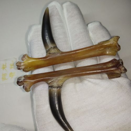 文玩鸡蹬子 鸡脚骨文玩鸡爪骨手把件鸡蹬子老鸡拐子纳福老盘 黑蹬爪