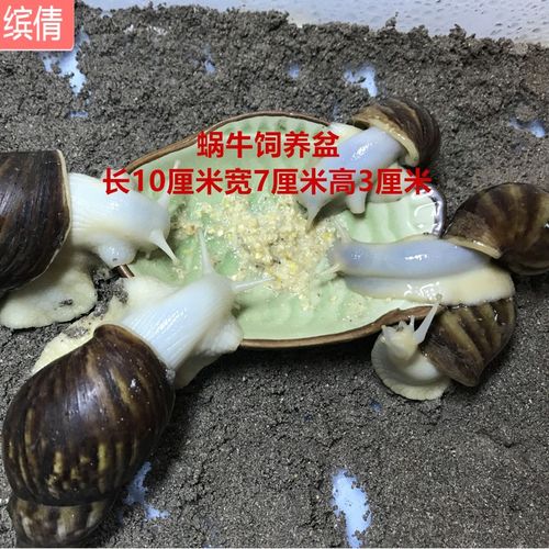 野小蜗牛白玉蜗牛宠物饲料零食幼体专用食物精饲料营养生配合钙粉