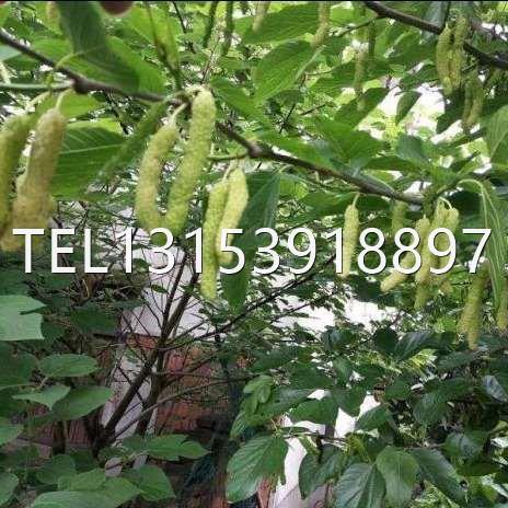 香金葚果桑苗白长果桑白桑葚苗桑树苗桑果桑葚树苗盆栽果树嫁接苗