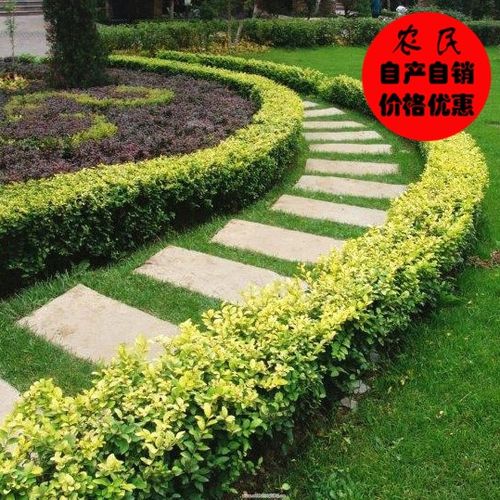 金叶女贞树苗绿篱绿化庭院小区苗木树苗四季常青绿化