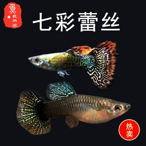 孔雀鱼纯种七彩蕾丝活体孕母临产胎生鱼热带鱼繁殖下崽狂魔鱼