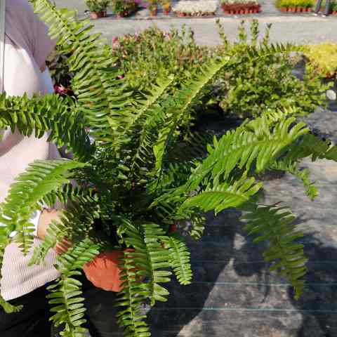 观叶绿植波斯顿蕨盆栽  多年生常绿 垂吊蕨类 景观造景绿植去甲醛