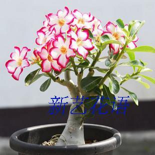 沙漠玫瑰天宝花沙漠玫瑰盆栽地栽花卉多品种净化空气防辐射吸甲醛