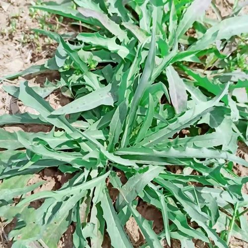 现挖新鲜野菜食用曲曲菜苦曲菜野生苦碟子蒲公英带根冰鲜包装