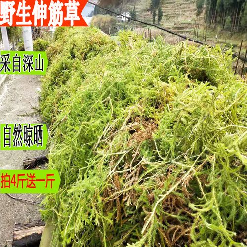 正品干货伸筋草500g贵州野生舒筋草 新货中药材狮子草石松泡脚